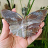 Bloodstone Butterfly