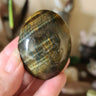 Blue Tiger Eye Palm