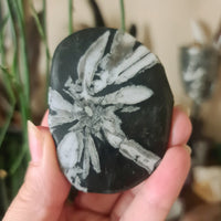 A hand holding a polished stone with a floral pattern, resembling a chrysanthemum, with a black and white color scheme.