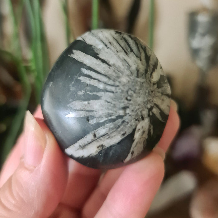 A tumbled Chrysanthemum stone held in a person's hand, featuring a black and white spiral pattern.