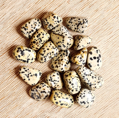 A collection of Dalmatian Jasper tumbles displayed on a wooden surface.