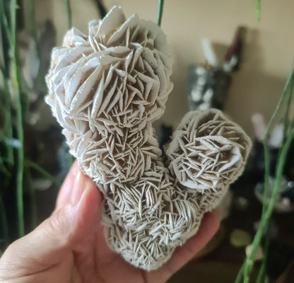 A hand holding a desert rose cluster with a blurred background suggesting a indoor setting with various objects in the background.