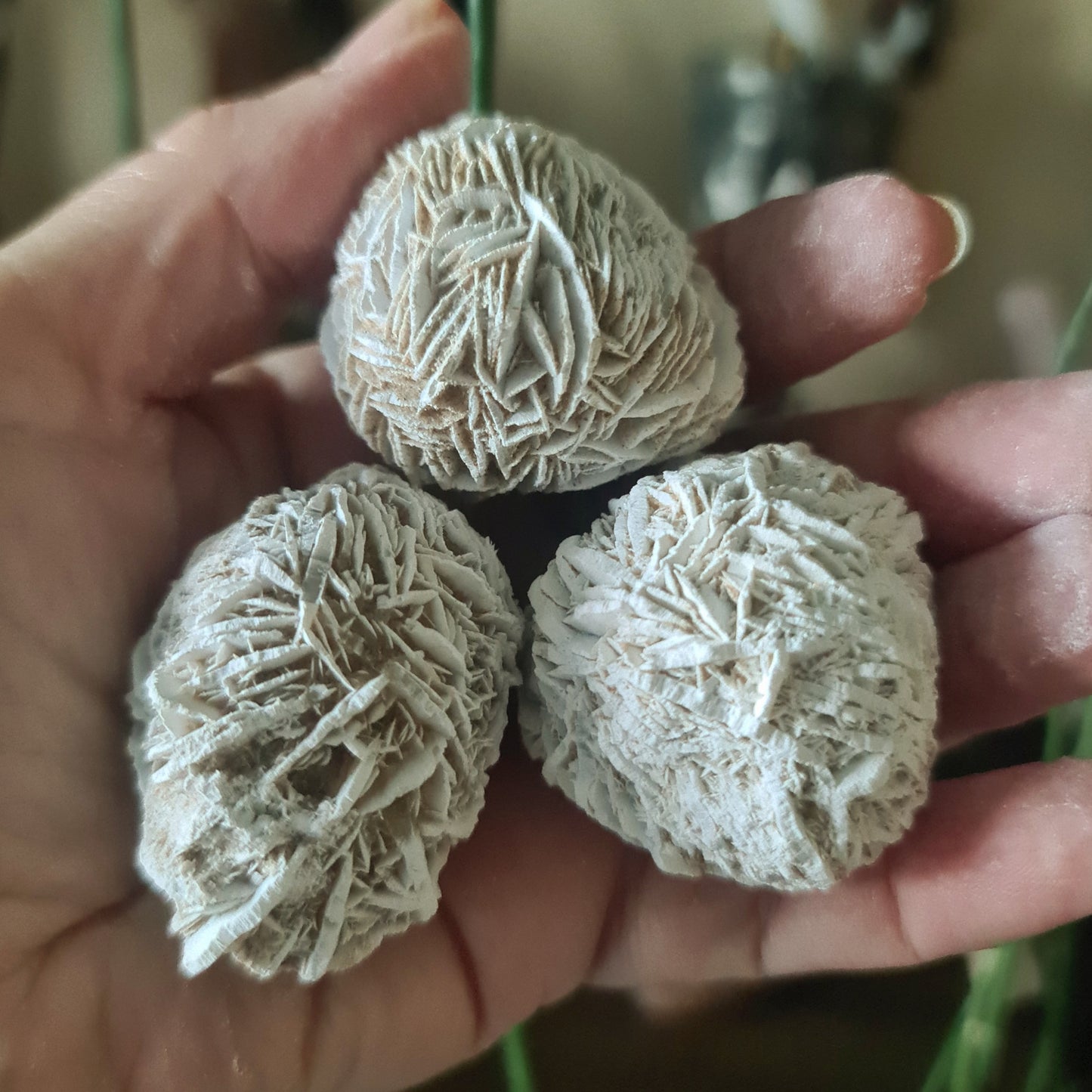 Three desert rose clusters held in a person's hand, with a plant in the background.