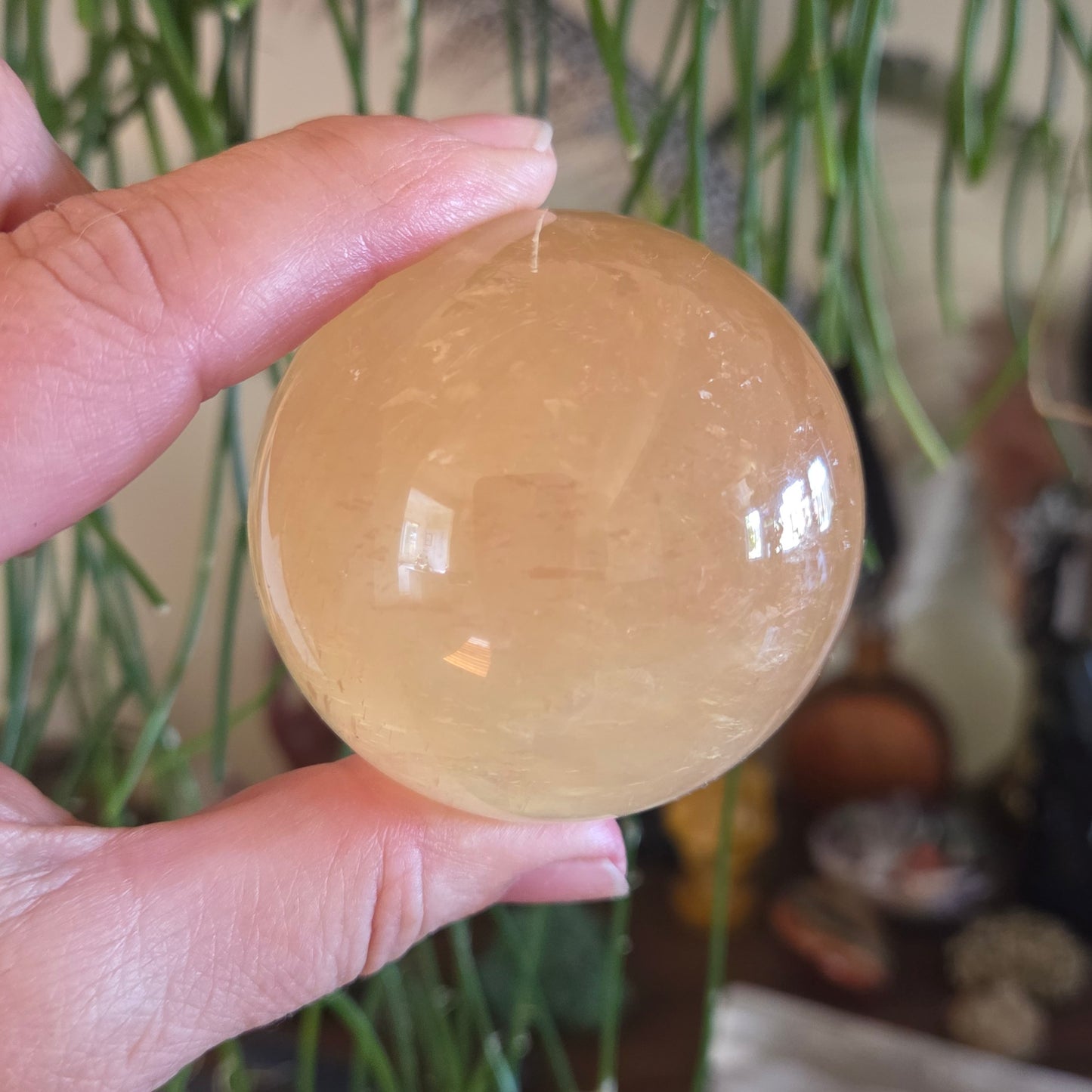 A person's hand holding a polished yellow honey calcite sphere with a plant in the background.