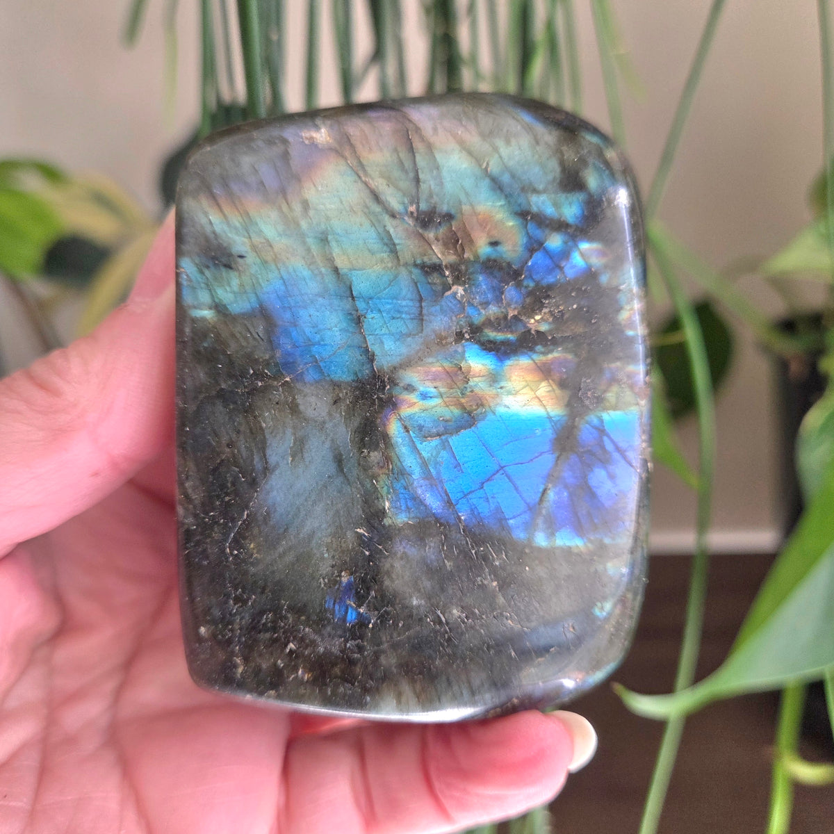 A hand holds a polished labradorite stone showing vibrant blue, green, and gold iridescent flashes against a background of indoor plants.