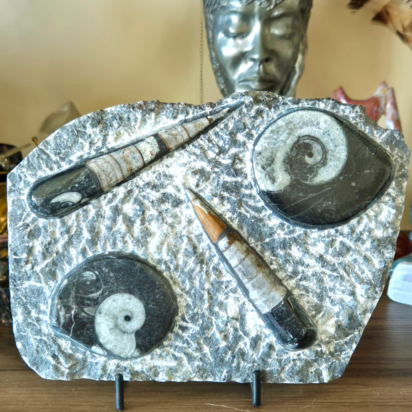 A collection of Orthoceras Goniatite fossils mounted on a plaque with a stand, displayed against a neutral background.