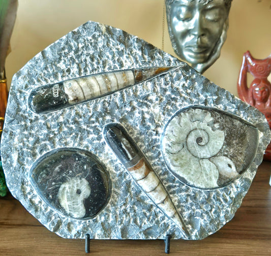 A plaque featuring Orthoceras and Goniatite fossils alongside a stand, displayed on a wooden surface.