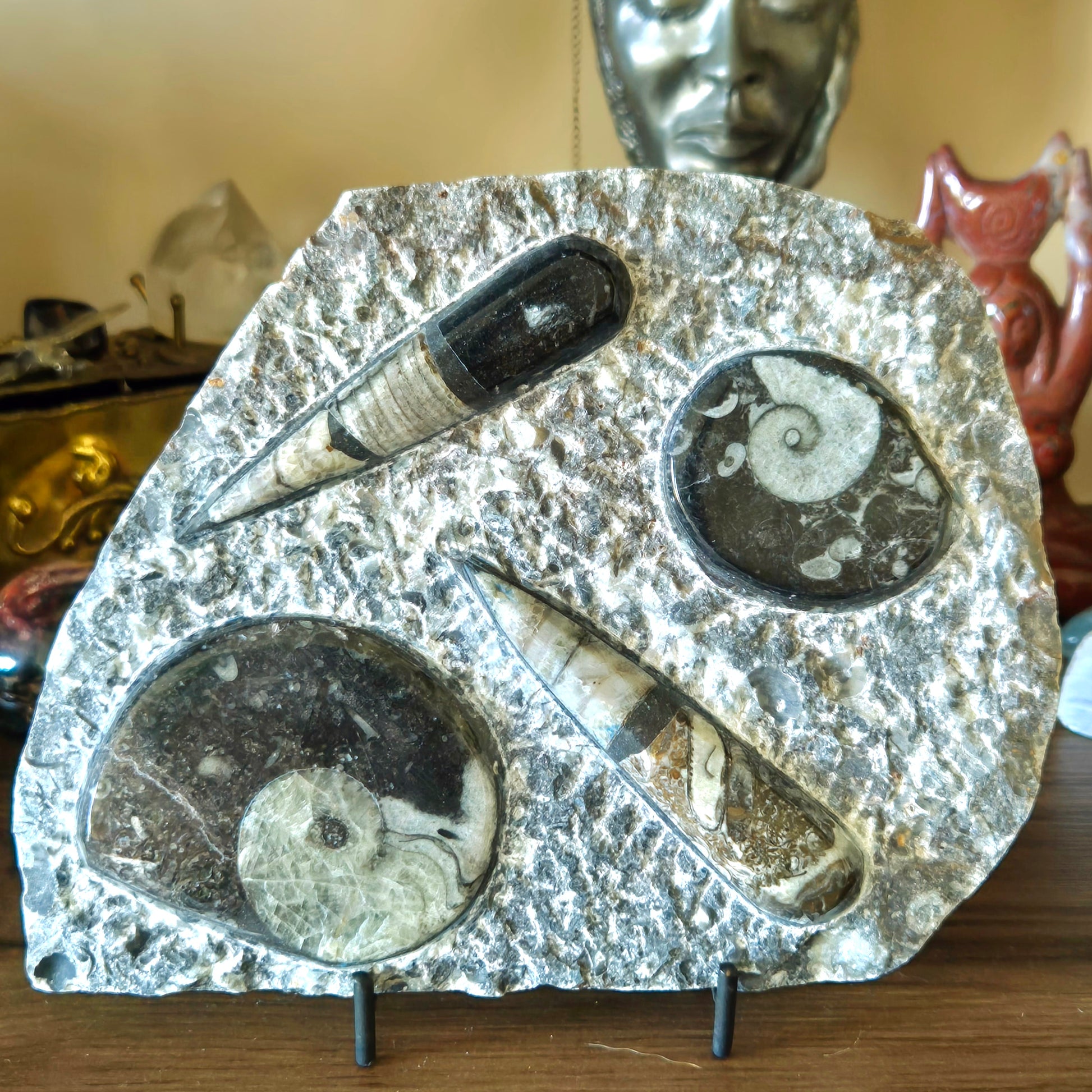 A plaque featuring several fossilized sea creatures, mounted on a stand, with a rough, textured rock surface background.