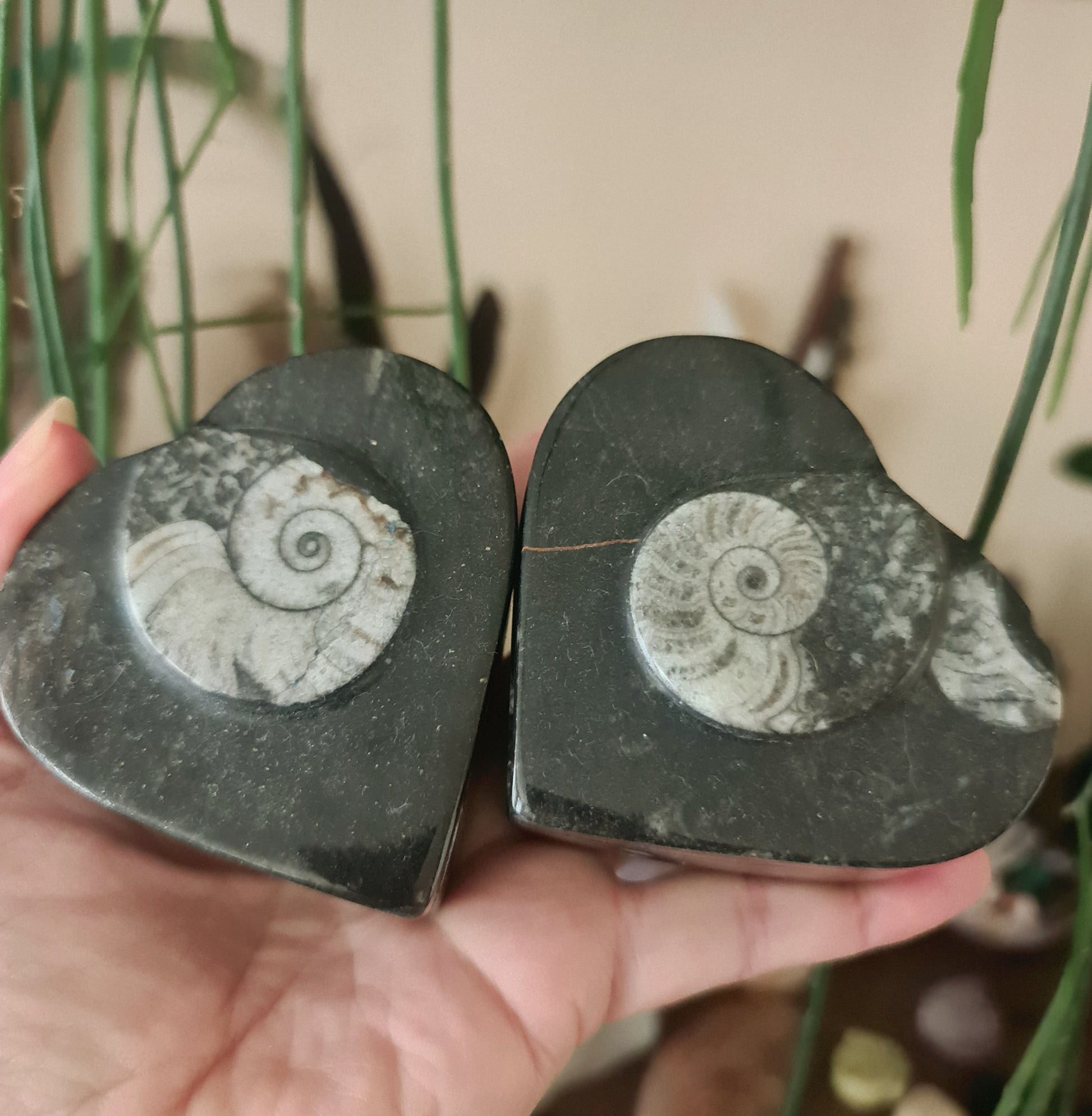 Two polished black orthocerous fossils with a crafted ammonite design on the top, held in a person's hand.