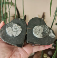 Two polished black orthocerous fossils with a crafted ammonite design on the top, held in a person's hand.