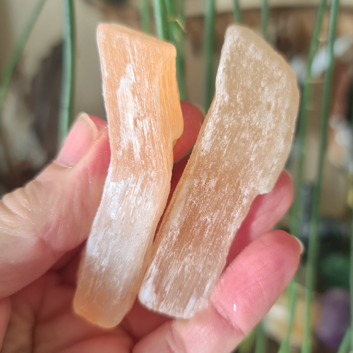 Two polished pieces of Peach Selenite crystal, held in a person's hand, with a plant in the background.