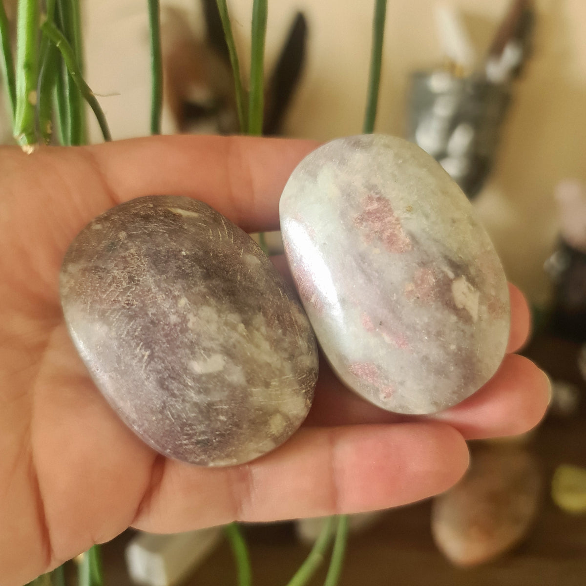 Two polished Pink Tourmaline stones held in a person's hand, with a blurred background suggesting indoor setting