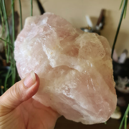 A large polished pink Rose Quartz crystal chunk held in a person's hand, with a blurred background suggesting indoor setting