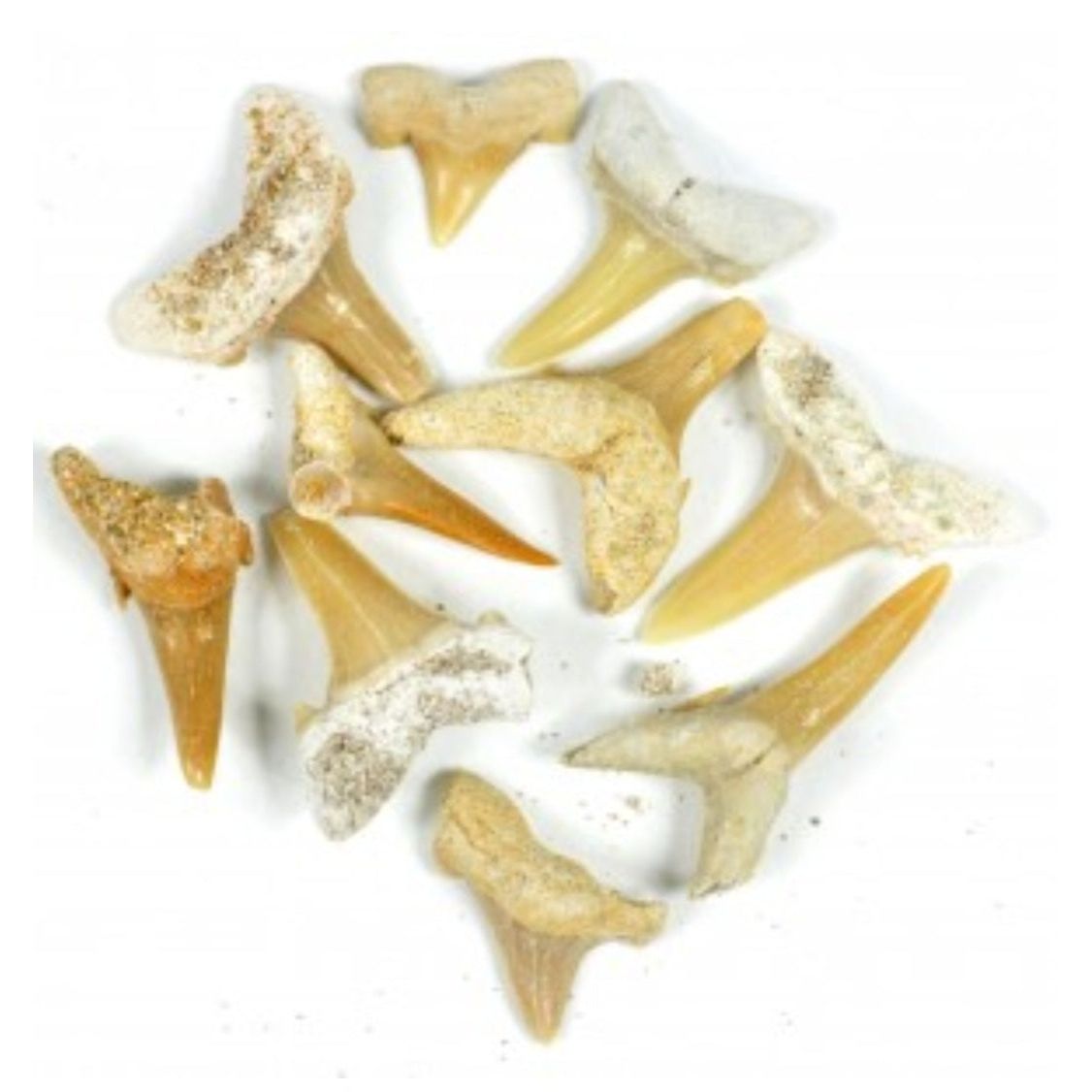SHARK TEETH