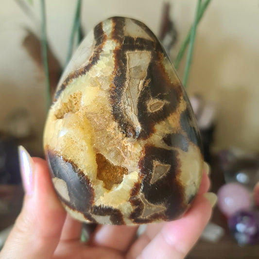 A hand holding a polished Septarian Freeform stone with a marbled brown and black appearance.
