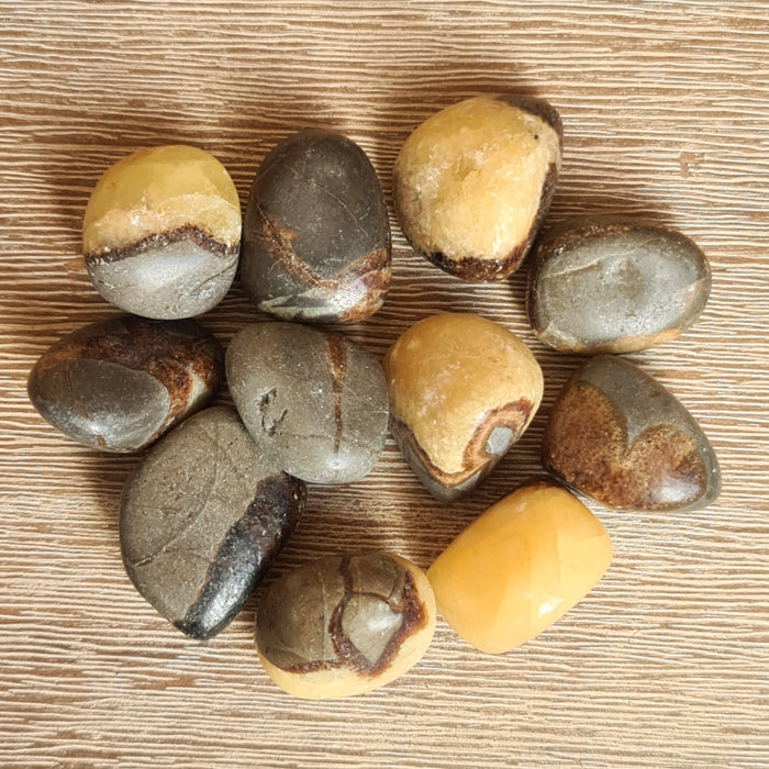 A collection of polished Septarian tumble stones with varying shades of brown, gray, and yellow, displayed on a wooden surface.