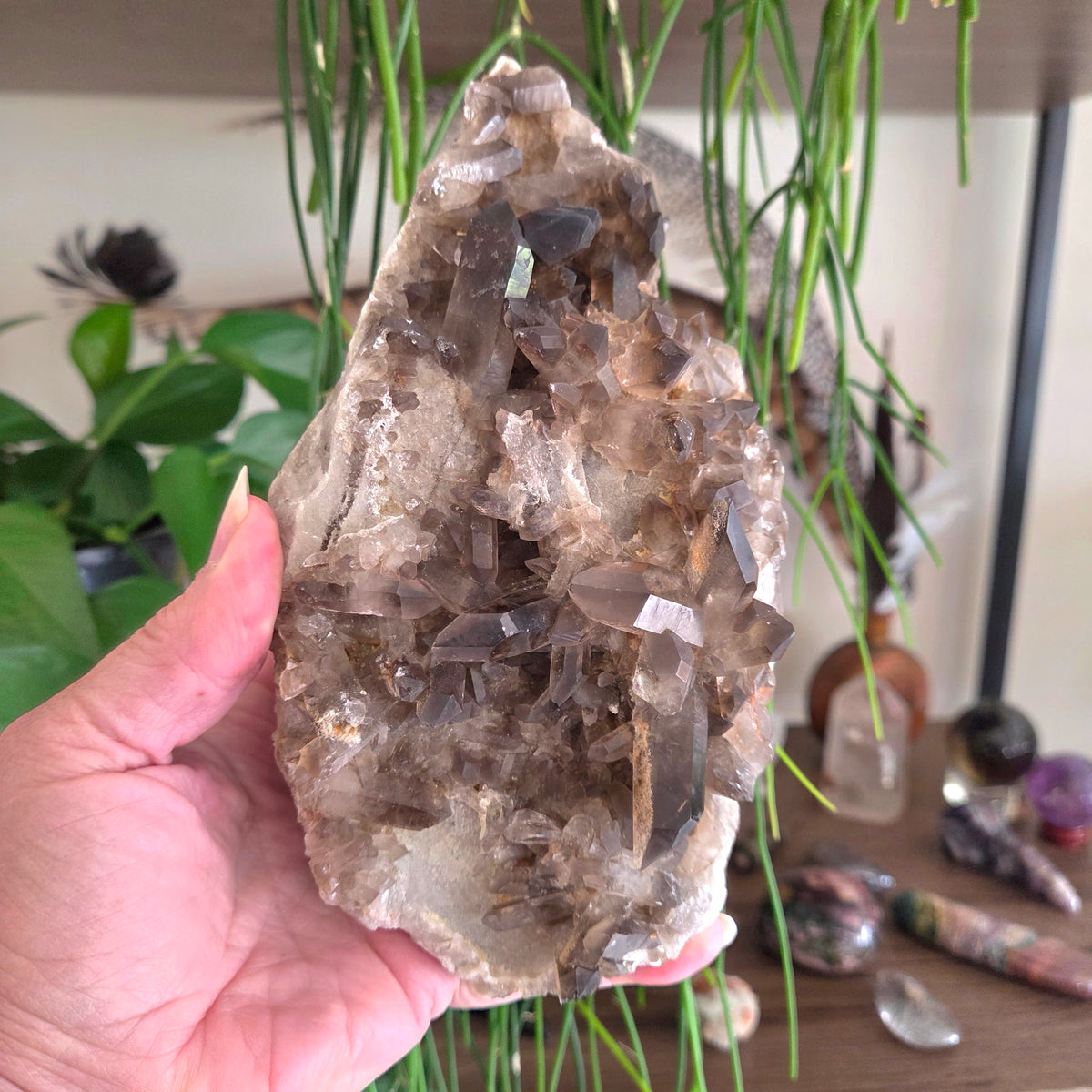 A hand holding a large smoky quartz crystal cluster with visible natural fractures and pointed crystal points, set against a background of indoor plants and other crystals.