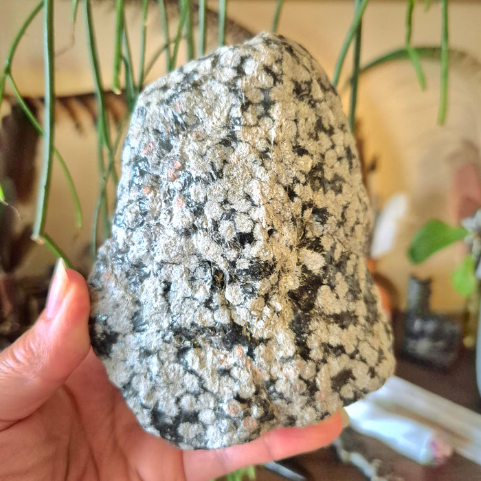 A hand holding a raw, unpolished Snowflake Obsidian freeform rock with a textured surface.