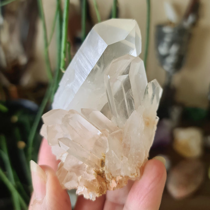 A polished tangerine quartz crystal cluster held in a person's hand, with a plant in the background.