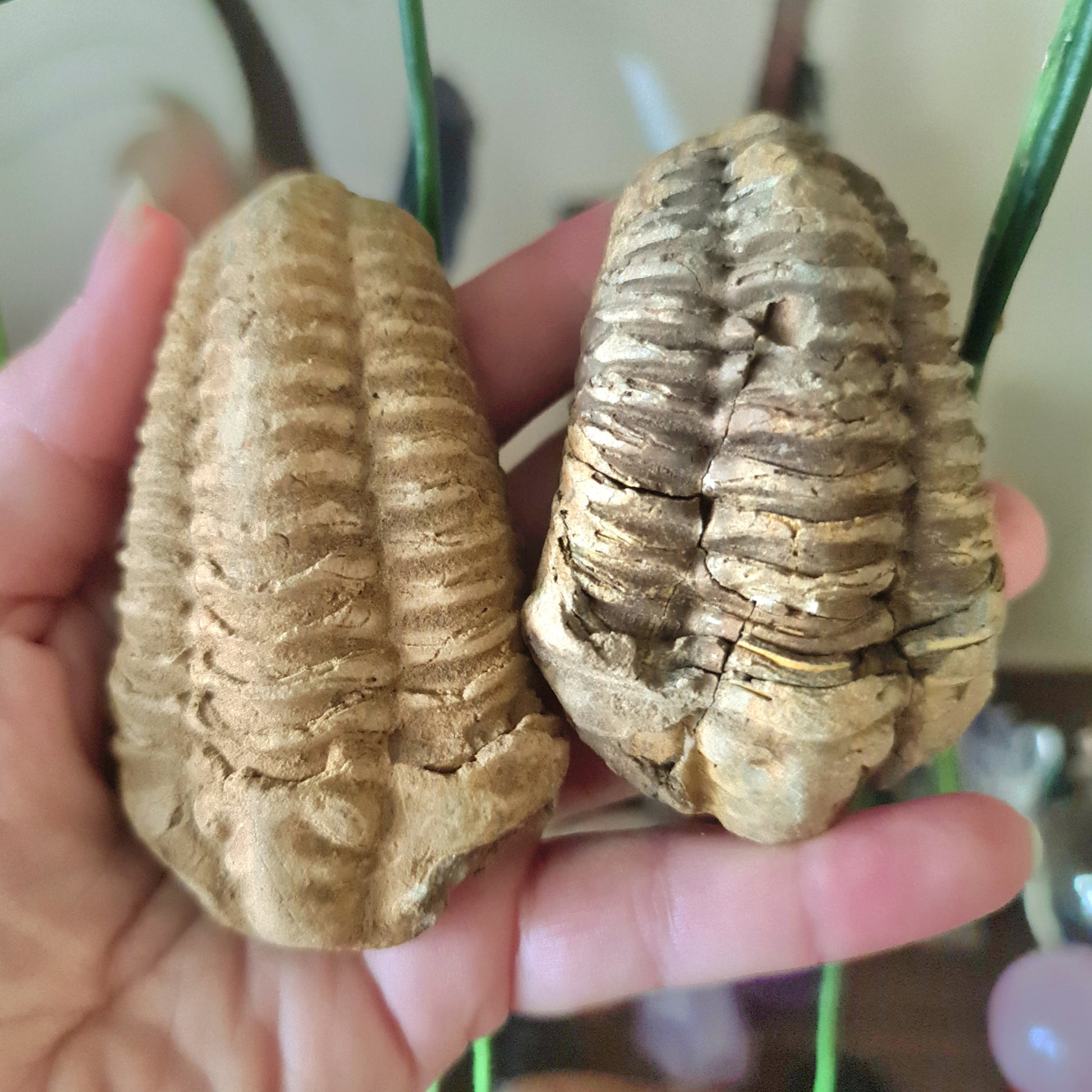 Two trilobite fossils held in a person's hand, with a plant in the background. The trilobites are brown and have a rock-like appearance.