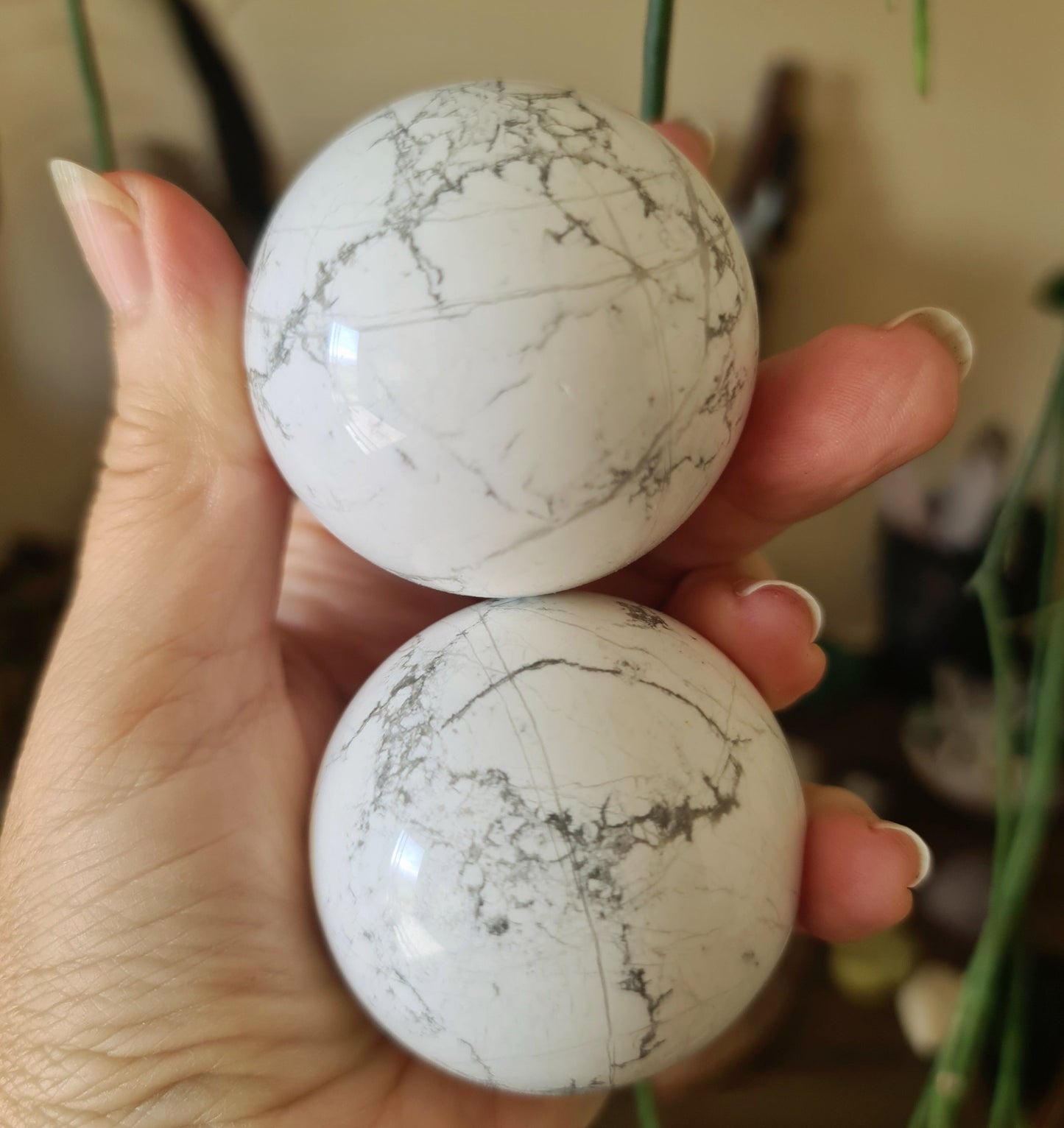 Two polished white howlite spheres held in a person's hand, with a plant in the background.