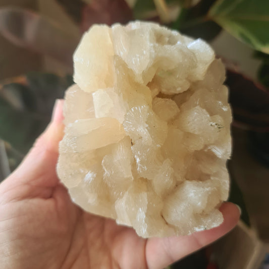A person holding a zeolite crystal cluster with a plant in the background.