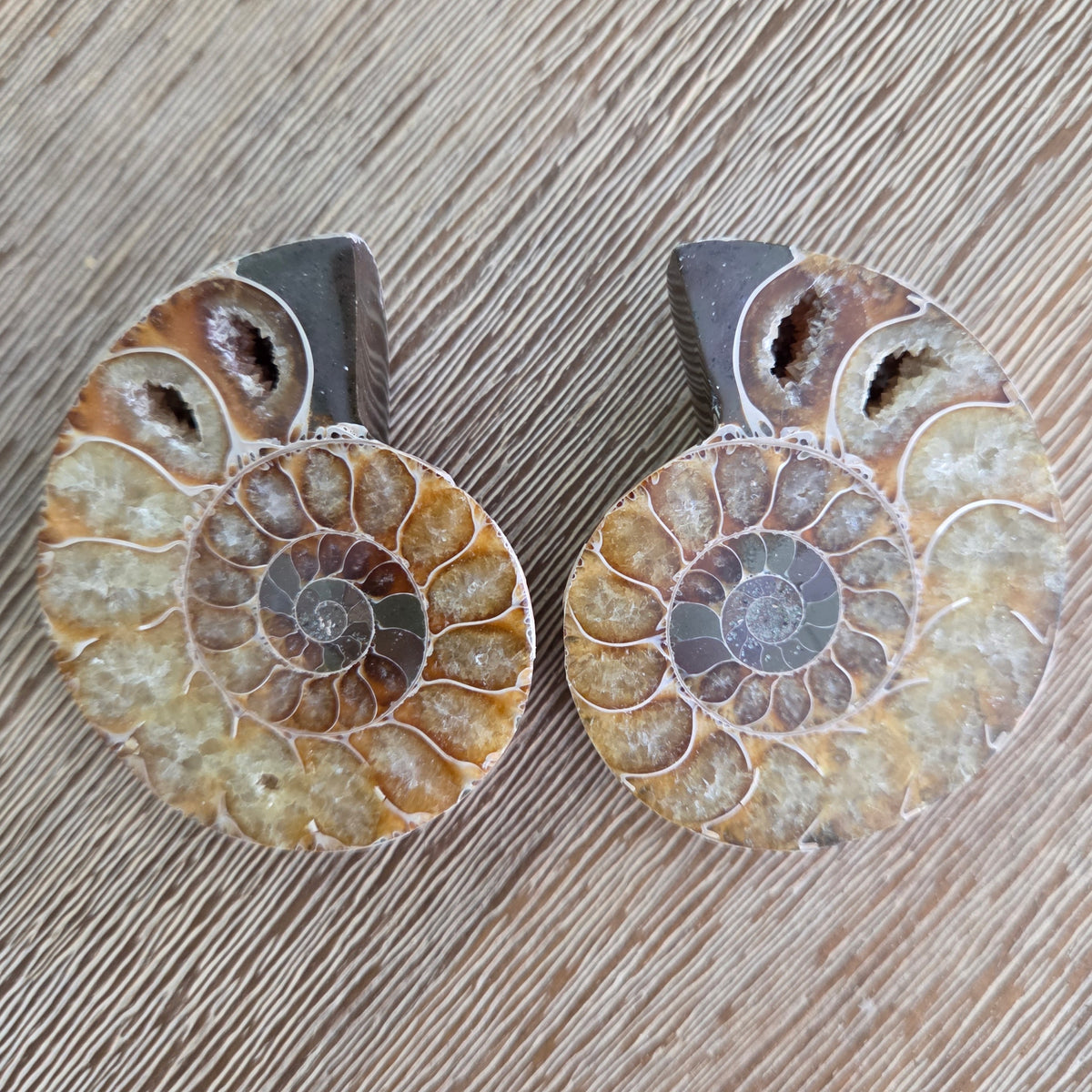 Two ammonite fossils on a wooden surface
