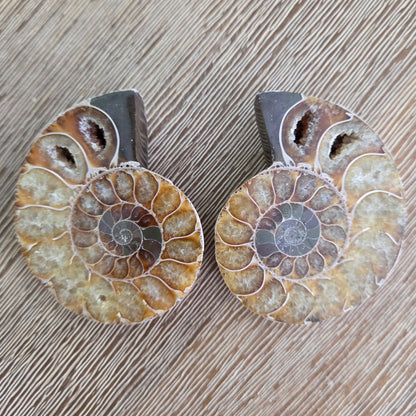 Two ammonite fossils on a wooden surface