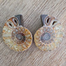 Ammonite Fossil Pair