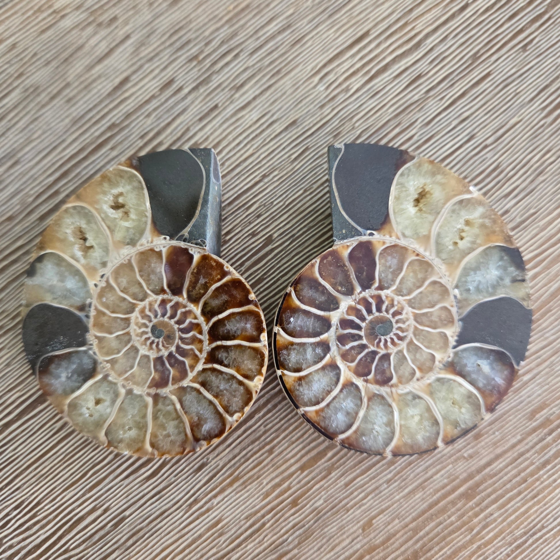 Two fossilized ammonite shells on a wooden surface