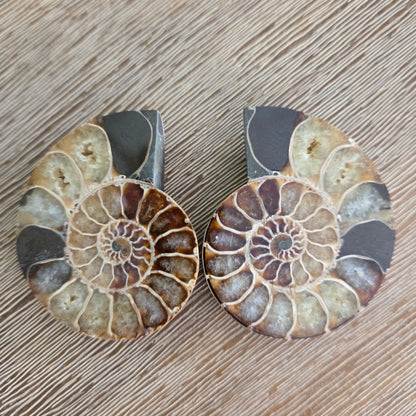 Two fossilized ammonite shells on a wooden surface