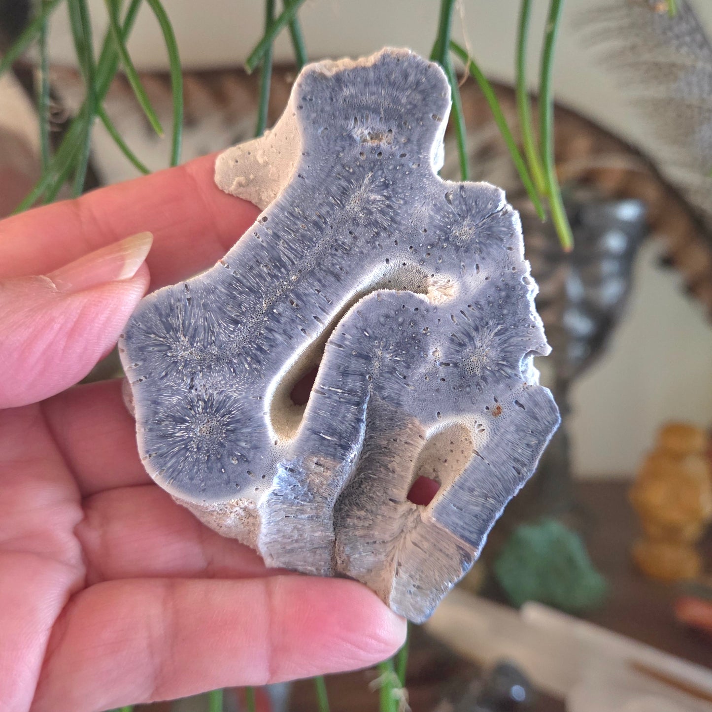 Hand holding a piece of textured coral with a blurred indoor background