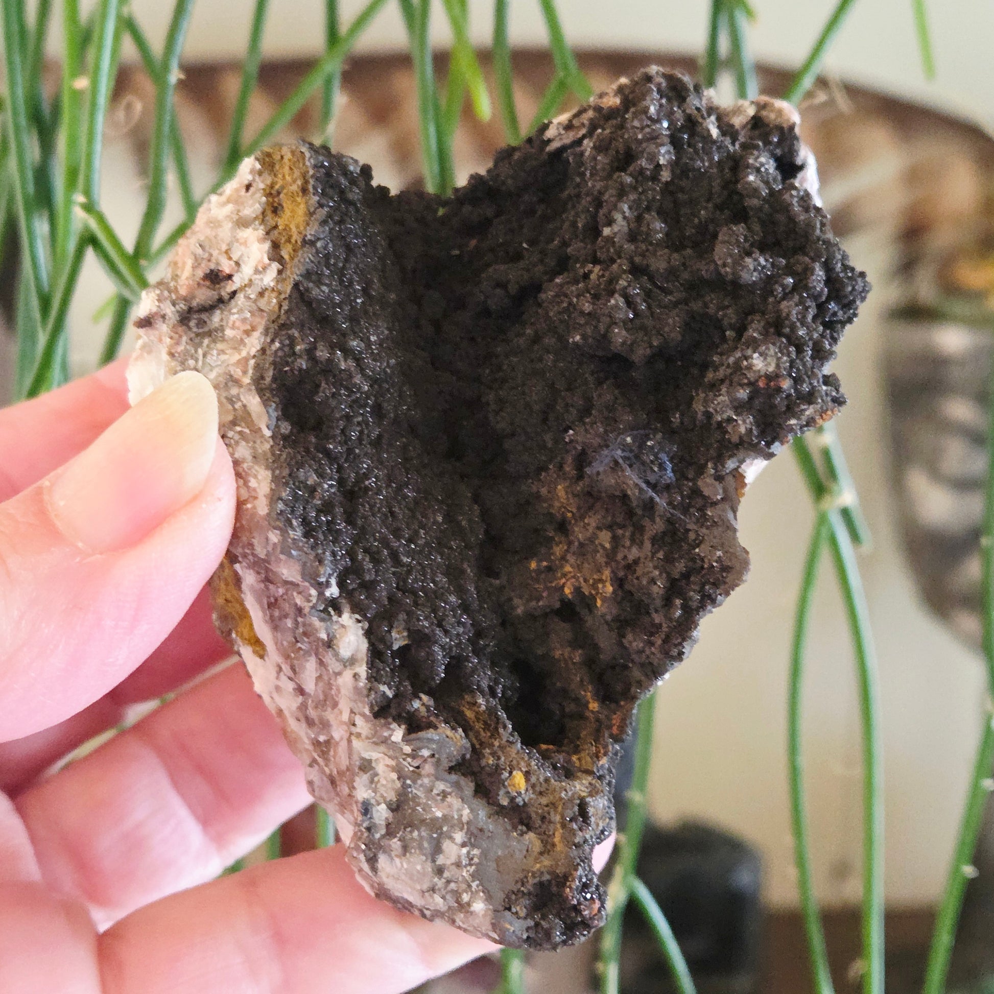 Hand holding a dark mineral rock with a blurred indoor plant background