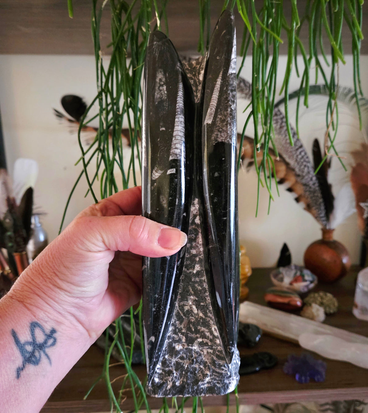 Hand holding orthoceras tower with a blurred background of plants and decor