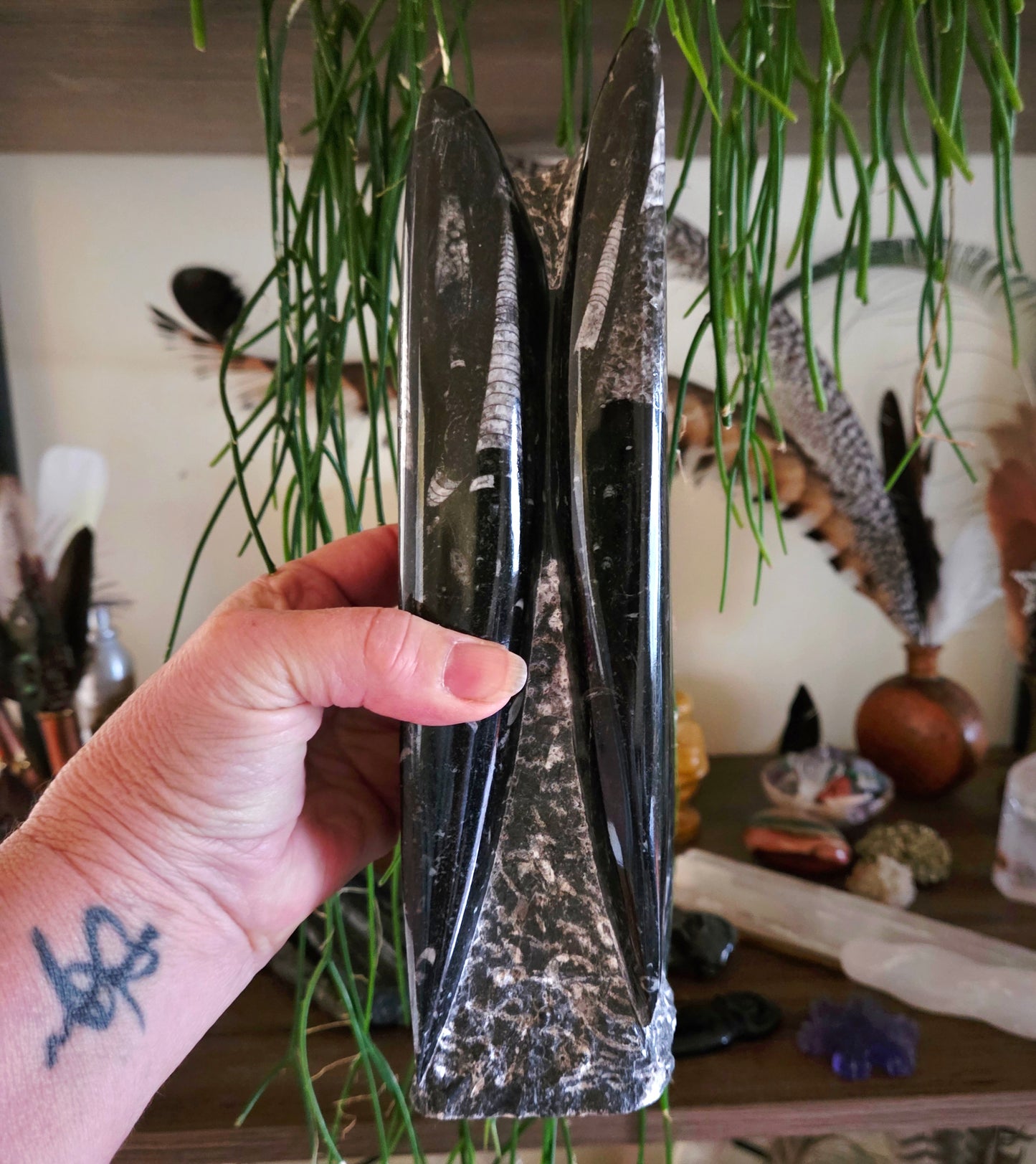 Hand holding orthoceras tower with a blurred background of plants and decor