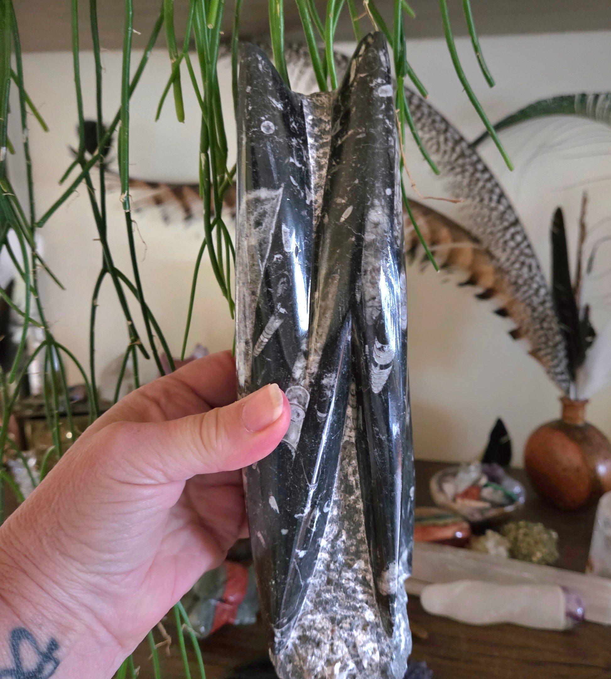 Hand holding a orthoceras tower with a blurred background of plants and decor