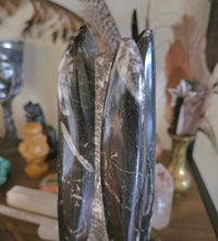Orthoceras Fossil Tower
