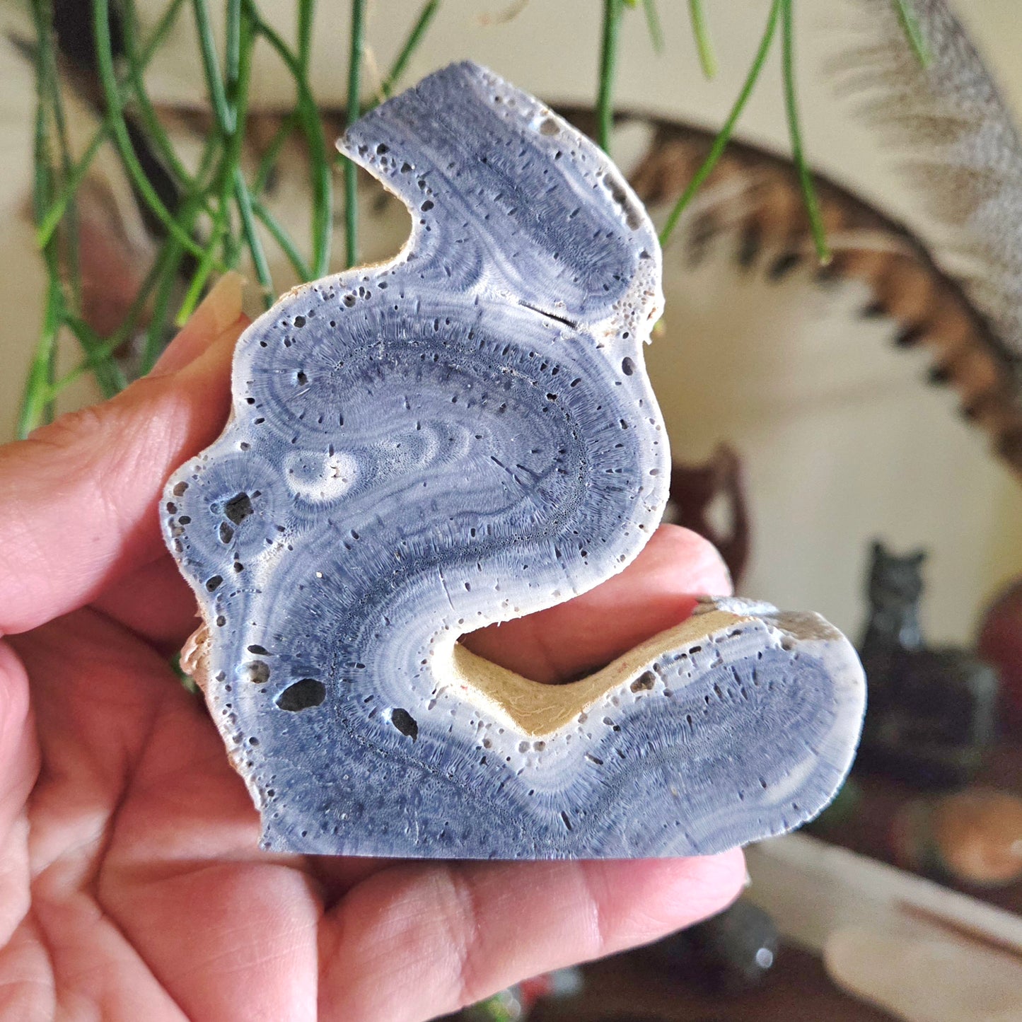Blue Fossil Coral Slice - Medium