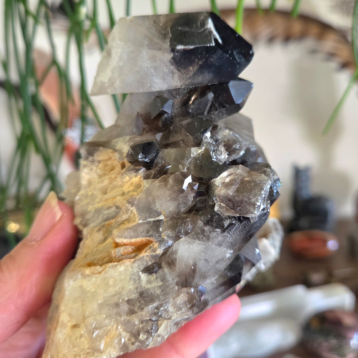 Smoky Quartz Cluster