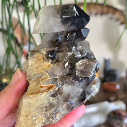 Smoky Quartz Cluster