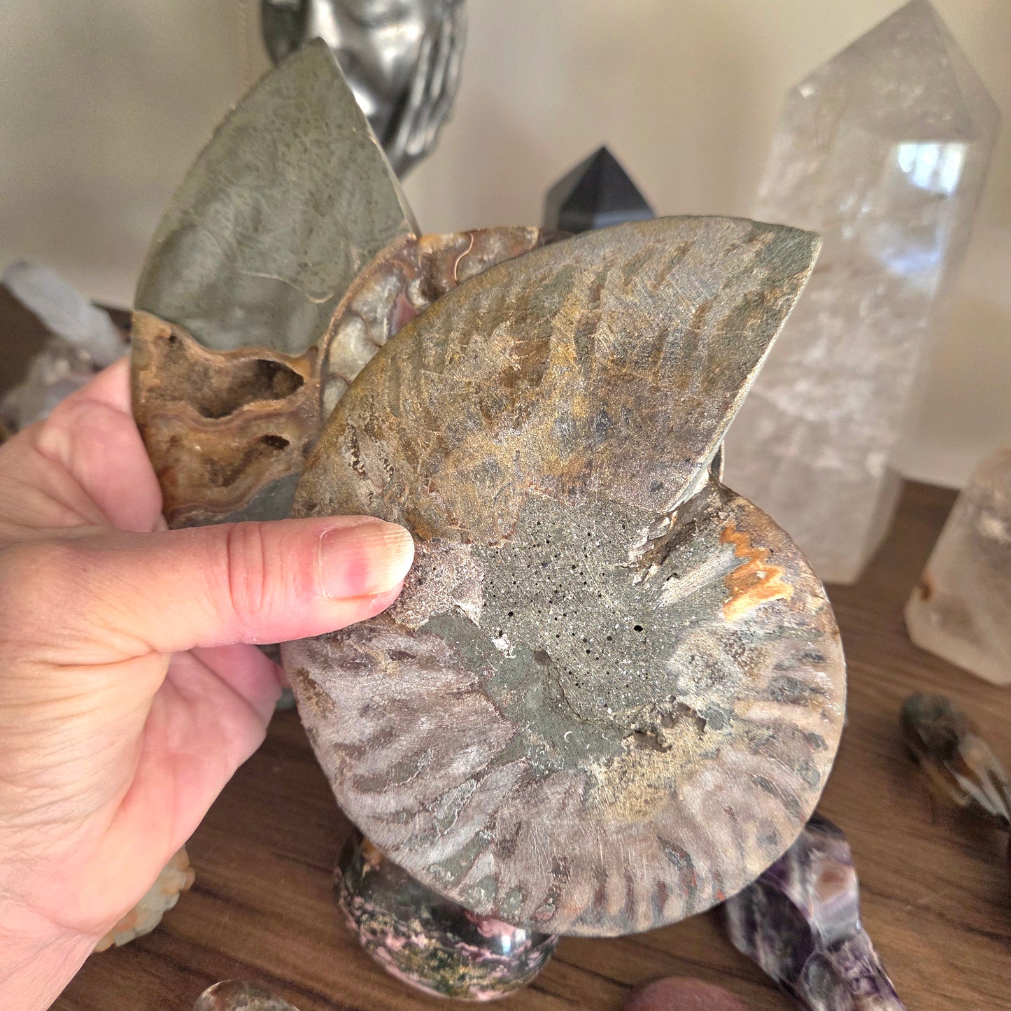 Ammonite Fossil Pair