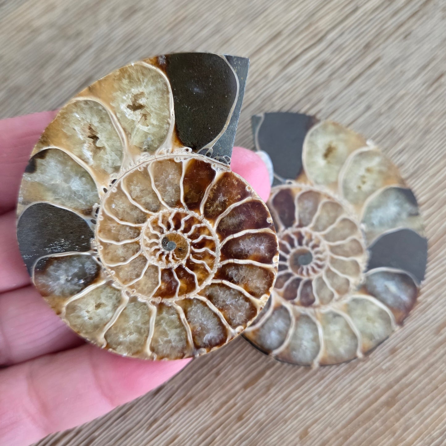Ammonite Fossil Pair #2