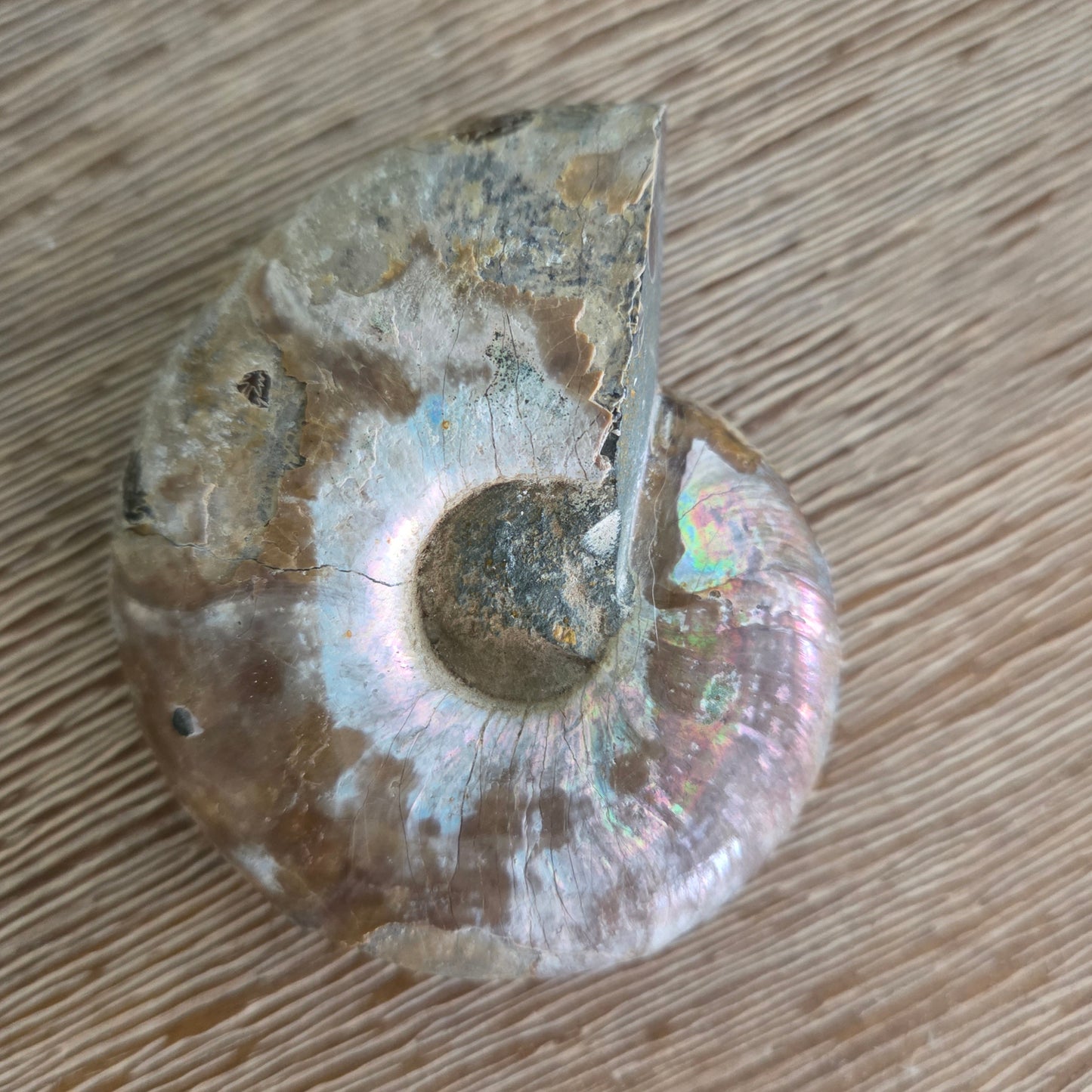 Ammonite Fossil Pair #2