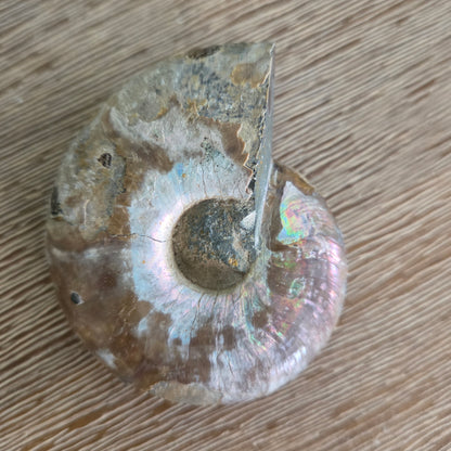 Ammonite Fossil Pair #2