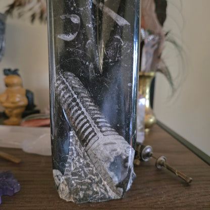 Orthoceras Fossil Tower 2Kg
