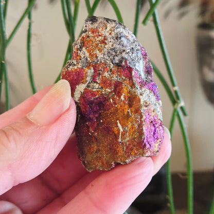 Peacock Ore Freeform - Medium