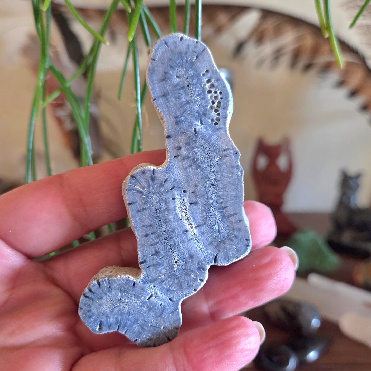 Blue Fossil Coral Slice - Medium