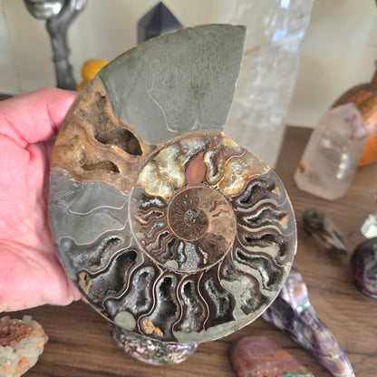 Ammonite Fossil Pair