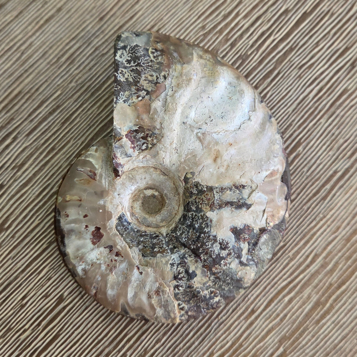 Ammonite Fossil Pair #3