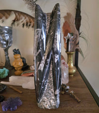 Orthoceras Fossil Tower